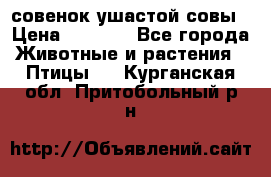 совенок ушастой совы › Цена ­ 5 000 - Все города Животные и растения » Птицы   . Курганская обл.,Притобольный р-н